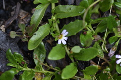 Scaevola hookeri