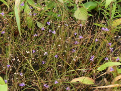 Murdannia semiteres