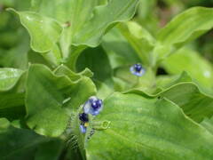 Commelina erecta erecta