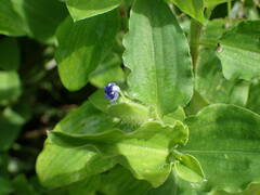 Commelina erecta erecta