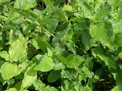 Commelina erecta erecta