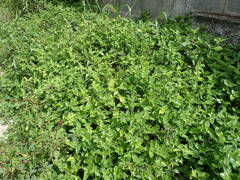 Commelina erecta erecta