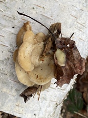 Gloeoporus dichrous