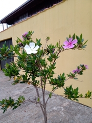 Pleroma mutabile