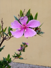 Pleroma mutabile