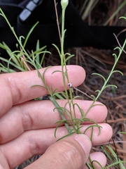 Croptilon hookerianum