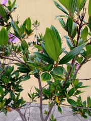 Pleroma mutabile