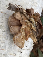 Gloeoporus dichrous