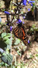 Danaus plexippus plexippus