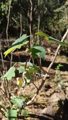 Roldana angulifolia