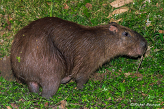 Hydrochoerus isthmius