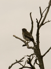 Spiziapteryx circumcincta