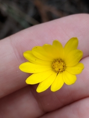 Croptilon hookerianum