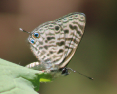 Leptotes