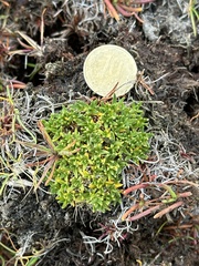 Colobanthus quitensis