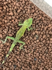 Diploderma polygonatum polygonatum