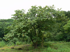 Grewia tiliifolia