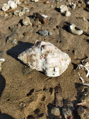 Stramonita haemastoma