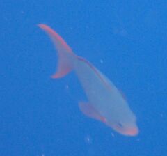 Cephalopholis colonus