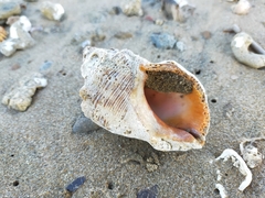 Stramonita haemastoma
