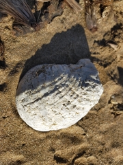 Ostrea edulis