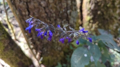 Salvia