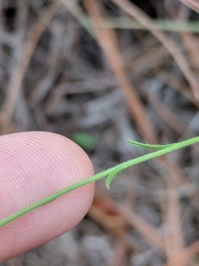 Croptilon hookerianum