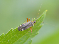 Closterotomus