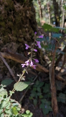 Salvia