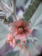 Sphaeralcea bonariensis