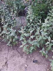 Sphaeralcea bonariensis