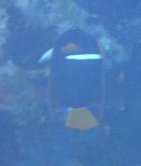 Holacanthus passer