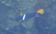 Holacanthus passer