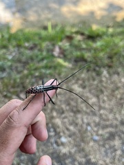 Macrochenus isabellinus