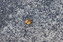 Sapindus mukorossi