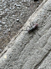 Macrochenus isabellinus