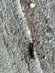 Macrochenus isabellinus