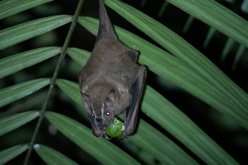 Intermediate Fruit-eating Bat (Artibeus intermedius)