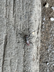 Macrochenus isabellinus