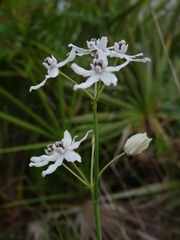 Asclepias feayi