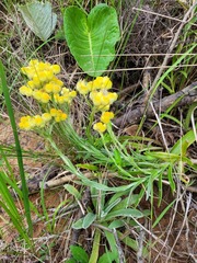 Helichrysum aureum