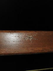 Pandercetes gracilis
