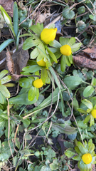 Eranthis hyemalis