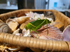 Paracaedicia serrata