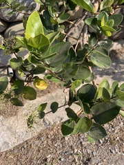 Premna serratifolia