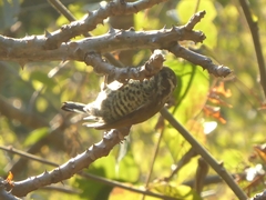 Picumnus innominatus