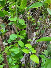 Rubia cordifolia