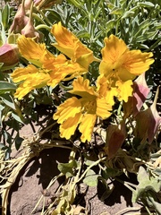 Tropaeolum polyphyllum