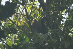 Choloepus didactylus