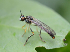 Dioctria linearis